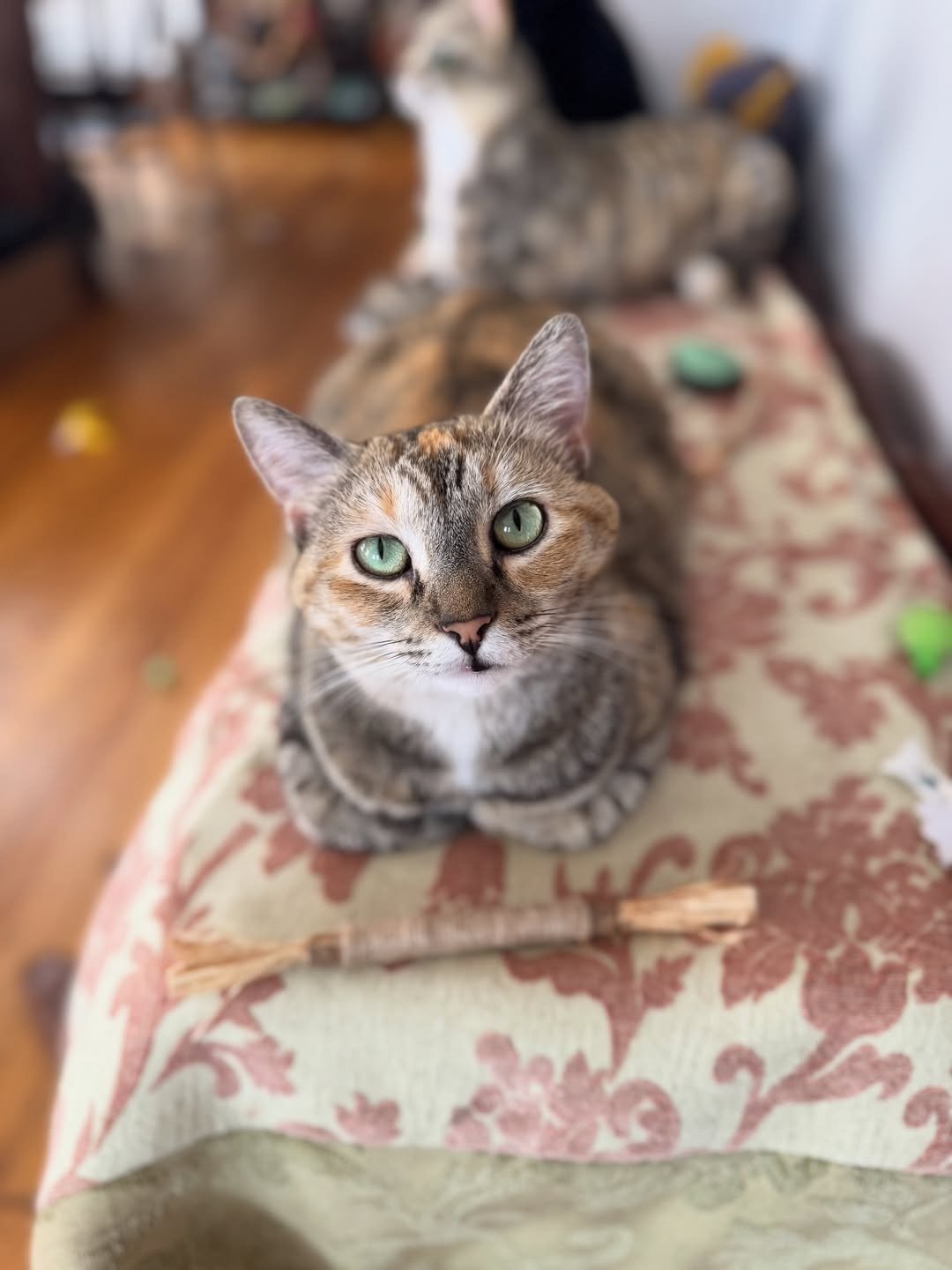 Yaga sitting on a patterned cushion